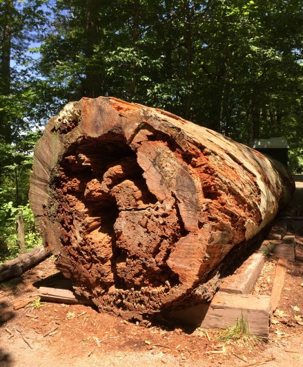 Dead log Eagle Creek