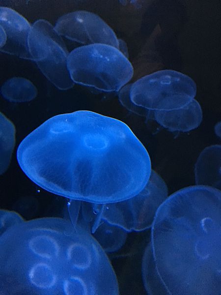 Moon_Jellies_blacklight