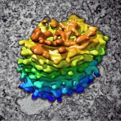 Algal_Golgi_body,_3D_reconstruction_(30466939665)