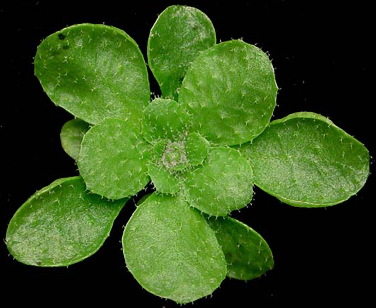 When plants make headlines | Mulled Science